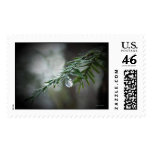 Hemlock Tears  Postage Stamp