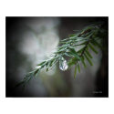 Hemlock Tears  posters