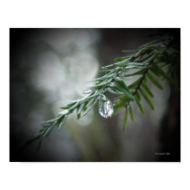 Hemlock Tears  posters