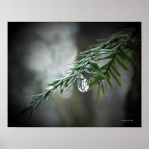 Hemlock Tears Poster