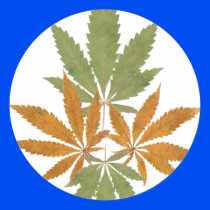 Hemp 01