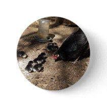 Hen And Baby Chicks Button
