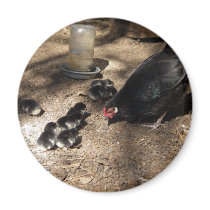 Hen And Baby Chicks Magnet