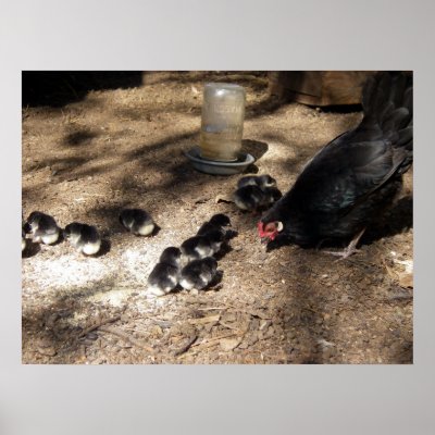 baby chicks pictures. Hen And Baby Chicks Poster by