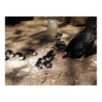 Hen And Baby Chicks Poster posters
