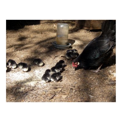 Hen And Baby Chicks Poster by greatphotos