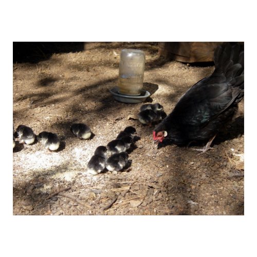 7+baby+chicks
