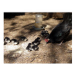 Hen And Baby Chicks Poster