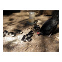 Hen And Baby Chicks Poster posters