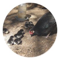 Hen And Baby Chicks Sticker by greatphotos Hen And Baby Chicks Sticker