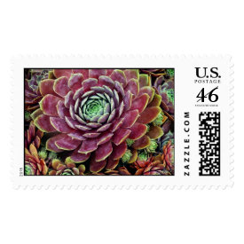 Hen And Chicks stamp