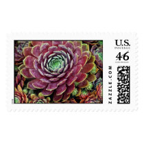 Hen And Chicks Stamps
