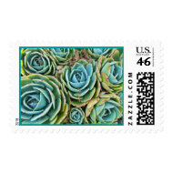 Hen and chicks stamp