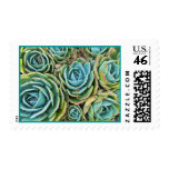 Hen and chicks postage