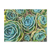 Hen and Chicks postcards