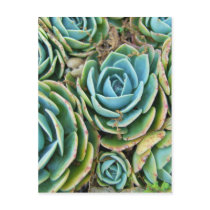 Hen and Chicks postcards
