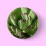 Hen and chicks (Sempervivum)