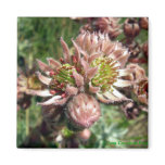 Hen and chicks (Sempervivum) flowers Fridge Magnets