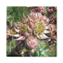 Hen and chicks (Sempervivum) flowers Fridge Magnets