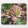 Hen and chicks (Sempervivum) flowers
