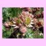 Hen and chicks (Sempervivum) flowers