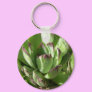 Hen and chicks (Sempervivum)