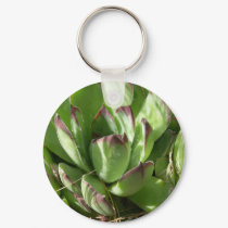 Hen and chicks (Sempervivum) keychains