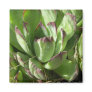 Hen and chicks (Sempervivum) Refrigerator Magnets