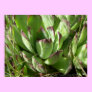Hen and chicks (Sempervivum)