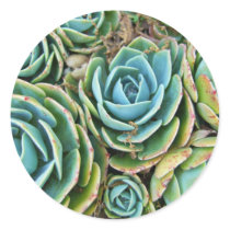 Hen and Chicks stickers