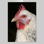 Hen Birthday card in Czech cards