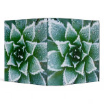 Hen &amp; Chicks succulent with frost in the early Binders
