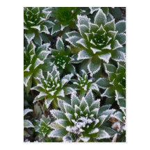 Hen & Chicks succulent with frost in the early Postcard