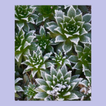 Hen & Chicks succulent with frost in the early posters