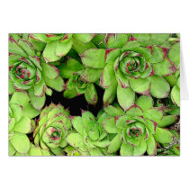 Hens and Chickens Garden Note Card