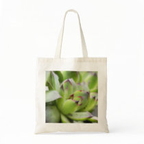 Hens And Chicks - Sempervivum Bag