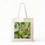 Hens And Chicks - Sempervivum bags