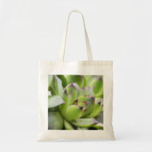 Hens And Chicks - Sempervivum Bag