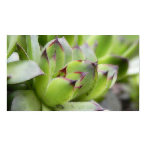 Hens And Chicks - Sempervivum Business Cards (back side)