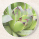 Hens And Chicks - Sempervivum Coasters