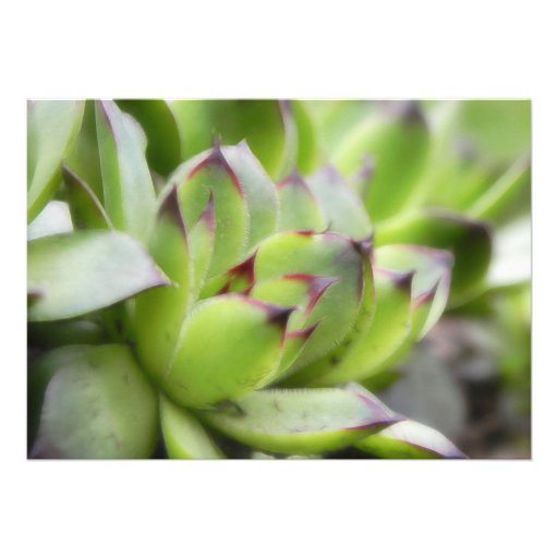 Hens And Chicks - Sempervivum Custom Announcements