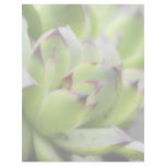 Hens And Chicks - Sempervivum Customized Letterhead