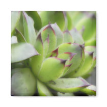 Hens And Chicks - Sempervivum Magnets