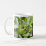 Hens And Chicks - Sempervivum Mugs