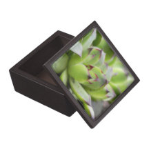 Hens And Chicks - Sempervivum Premium Keepsake Boxes