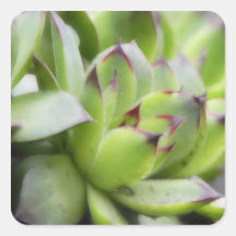 Hens And Chicks - Sempervivum Square Sticker