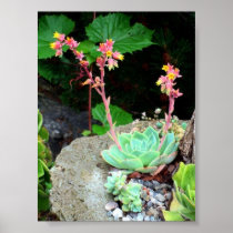 Hens & Chicks in Bloom Print or Poster