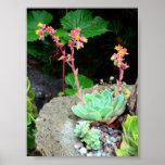 Hens & Chicks in Bloom Print or Poster