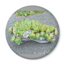 Hens & Chicks in Training (shoe) ~ magnet