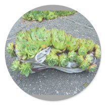 Hens & Chicks in Training (shoe) ~ sticker
